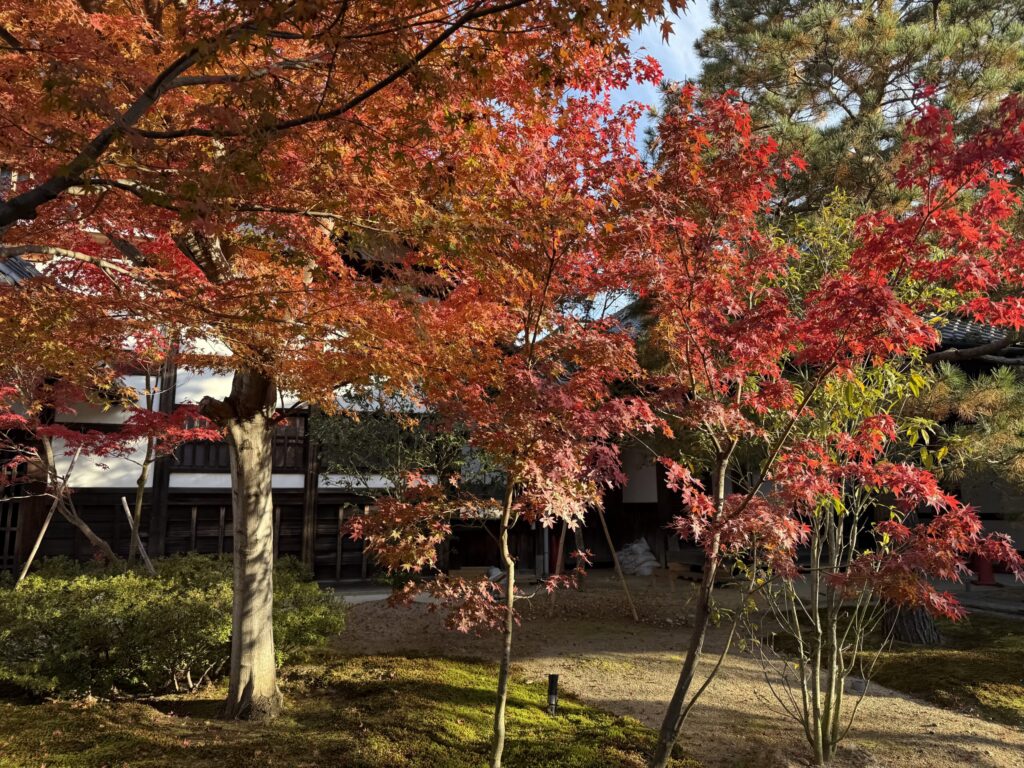高台寺の紅葉