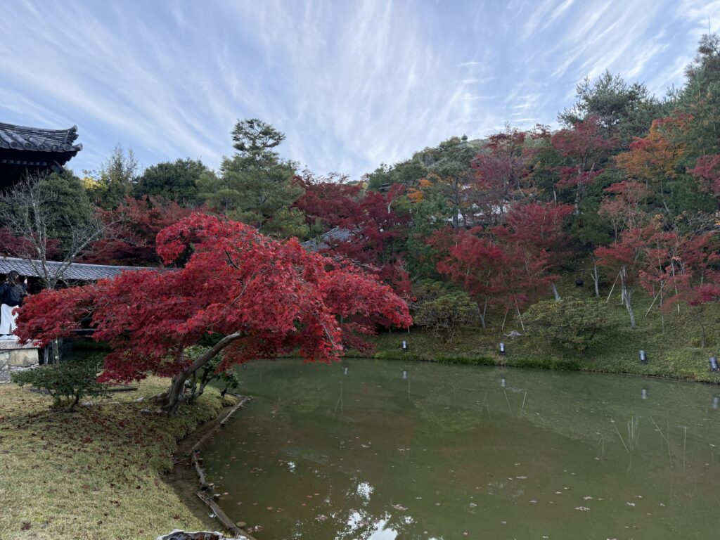 臥龍池水面に紅葉が反射している?