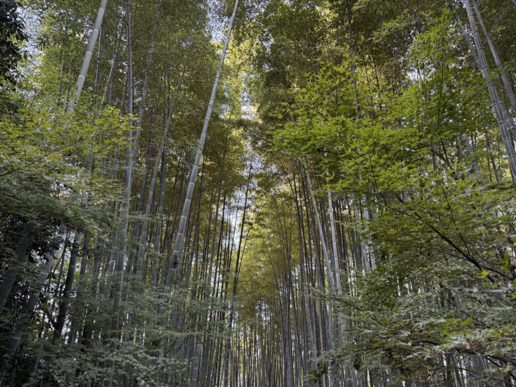 高台寺の竹林紅葉関係ないね
