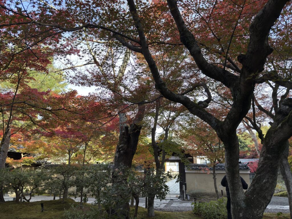 高台寺の紅葉若干緑がかってるけどそれでも紅葉が目立つ